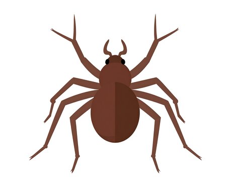 Flattened brown spider illustration