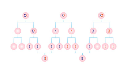 Naklejka premium Meiotic Nondisjunction in Trisomy Science Design. Vector Illustration.