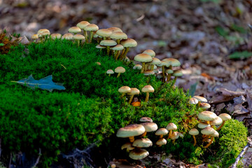 Selective focus of wild common woodland mushroom on the trunk with green moss in the forest,...