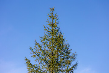 Selective focus of the top of the tree Black spruce plants or Christmas tree under blue clear sky, Picea mariana is a species of spruce tree in the pine family, Natural greenery background.