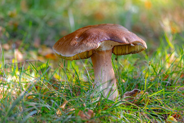 Selective focus of wild bolete mushroom in the wood, Boletus edulis is a basidiomycete fungus and the type species of the genus Boletus, Penny bun fungus in the forest, Natural Autumn background.