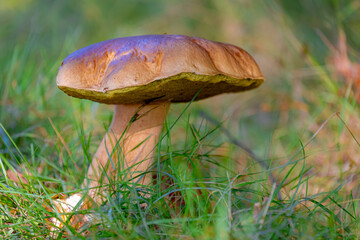 Selective focus of wild bolete mushroom in the wood, Boletus edulis is a basidiomycete fungus and the type species of the genus Boletus, Penny bun fungus in the forest, Natural Autumn background.