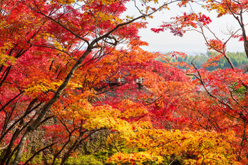 Japanese Maple tree in autumn colors at Tenryū-ji Shrine in Kyoto. Japan
