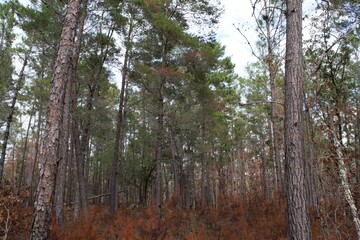 Pine Recovery after Controlled Burn (2)