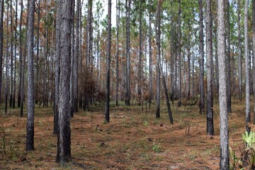 Pine Recovery after Controlled Burn (1)