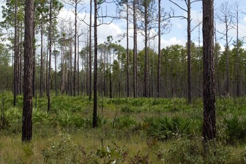 Trees in the Forest, Florida Flatwoods Collection (2)