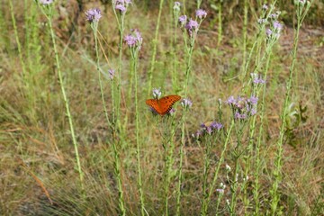 Gulf Fritillary Butterfly on a Flower