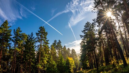 Sunlight through a pine forest