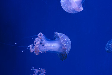 Group of Phyllorhiza punctata or Australian spotted jellyfish drifting gracefully in deep blue water of aquarium. Animal, aquatic organism, underwater life, biodiversity