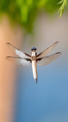 Dragonfly in mid-air with delicate wing movement in natural setting