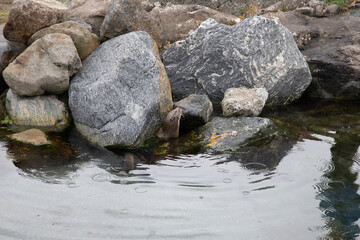 Otters in the Aalesund aquarium, Norway