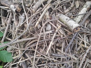 Many fallen leaves, autumn park, carpet of dry fallen leaves on the ground