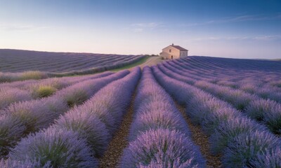 Lavender field at sunrise, rows leading to a small farmhouse