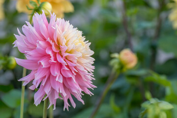 Hirschgeweih-Dahlie, Sorte Just Married