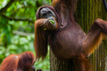 Naklejka premium Endangered great ape with reddish-brown hair feeding in a tropical rainforest