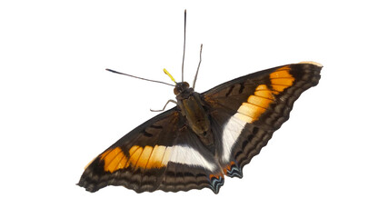 butterfly wings 