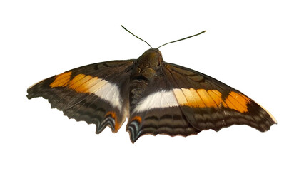 Stunning butterfly wings without background