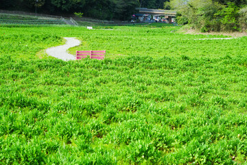 緑豊かな草原に置かれたピンクのベンチ