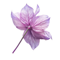 Close-up of a delicate lavender flower