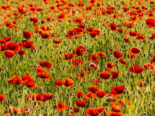 Fototapeta premium Red Poppies close up