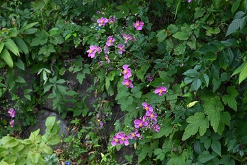 Japanese anemone (Anemone hupehensis) flowers.
Ranunculaceae perennial plants. Reddish-purple flowers bloom on tall flower stalks in autumn.