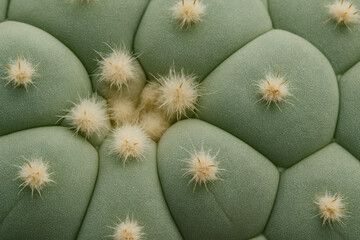 Macro close-up of peyote cactus with soft fuzzy white tufts growing from rounded blue-green skin segments cactus concept