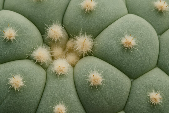 Macro close-up of peyote cactus with soft fuzzy white tufts growing from rounded blue-green skin segments cactus concept