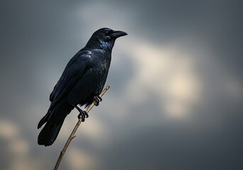 Dark Raven or Crow Perched Against Cloudy Dramatic Sky. Generative Ai