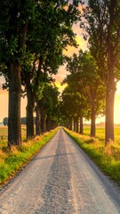 Sunlit country road lined with trees