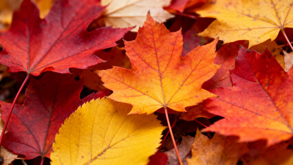 Fototapeta premium Colorful autumn leaves in rich red, orange, and yellow tones densely layered on the ground, showcasing the warmth and beauty of fall season with vibrant foliage and natural texture.Generated by AI 