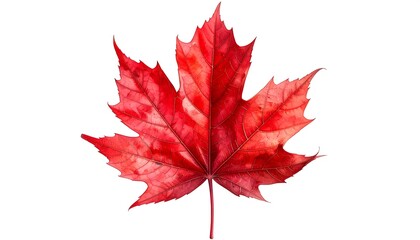 A vibrant, close-up image showcases a single red maple leaf isolated on a plain white background, highlighting its intricate details