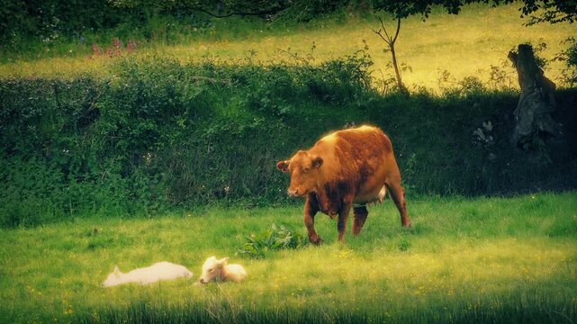 Cow Walks Over To Her Calves In Grassy Field
