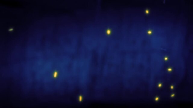 Glowing Insects Flying Around At Night
