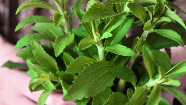 Stevia rebaudiana. bunch of fresh stavia in a womans hands in a cotton dress. 4k footage