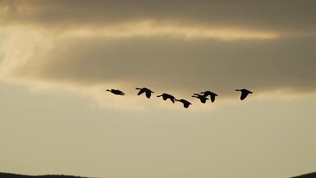 Geese migrating through Wyoming silhouetted against the sunset as they fly in slow motion.