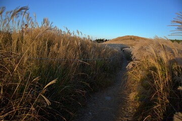 夕焼けの生石高原と黄金色のススキ道