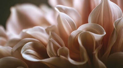 Closeup dahlia flower petals