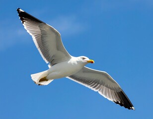 A seagull soaring in a clear blue sky