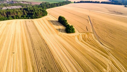 High-angle view of harvested golden fields and a green forest edge