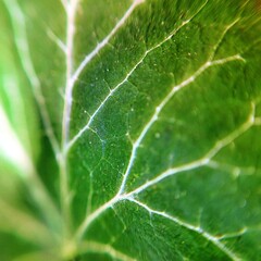 Concept of plant cells: close-up photo of the leaf veins of a green leaf with veins branching out within the leaf blade