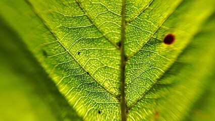 Concept of plant cells: close-up photo of the leaf veins of a green leaf with veins branching out within the leaf blade