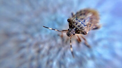 close-up photo of a brown bug also known as the Asian bug or marbled bug, Halyomorpha halys, an invasive species native to Asia 