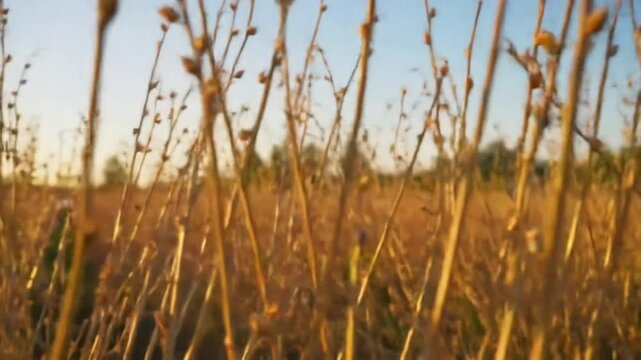 Wide Cinematic Shot of Drying Racks Covered in RET 440 During Sunset in a Golden Field With a Soft Focus and Bokeh Background Creating a Warm Pastoral Atmosphere. Perfect for Agricultural Themes