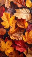 Obraz premium Close Up of Multicolored Autumn Leaves Covering Dark Ground, Featuring Red Orange and Yellow Hues with Detailed Textures and Varied Leaf Shapes