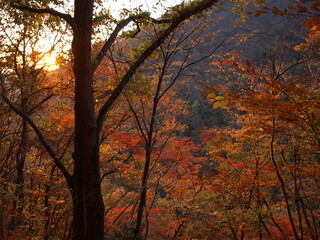 Autumn leaves on Mount Ryokami ２(両神山の紅葉)
