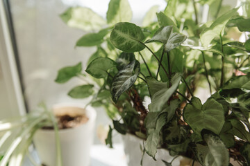 Indoor plants Syngonium with lush green leaves in pots on a windowsill. Natural light illuminates the scene, creating a fresh and vibrant atmosphere.