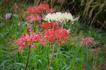 Red and White Cluster Amaryllis