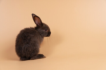 Adorable baby rabbit bunny looking at something while sitting over isolated pastel background with copy space. Cuddly furry rabbit black bunny playful on yellow. Easter holiday animal pet concept.