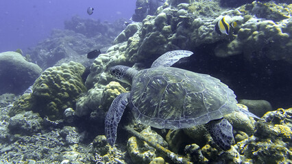 Green sea turtle (Chelonia mydas) swimming beside a reef during a dive at the north coast of Bali