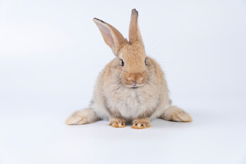 Adorable baby rabbit bunnies brown looking at something sitting over isolated white background. Puppy lovely furry infant brown bunny ears rabbit playful with copy space. Easter bunny animal concept.